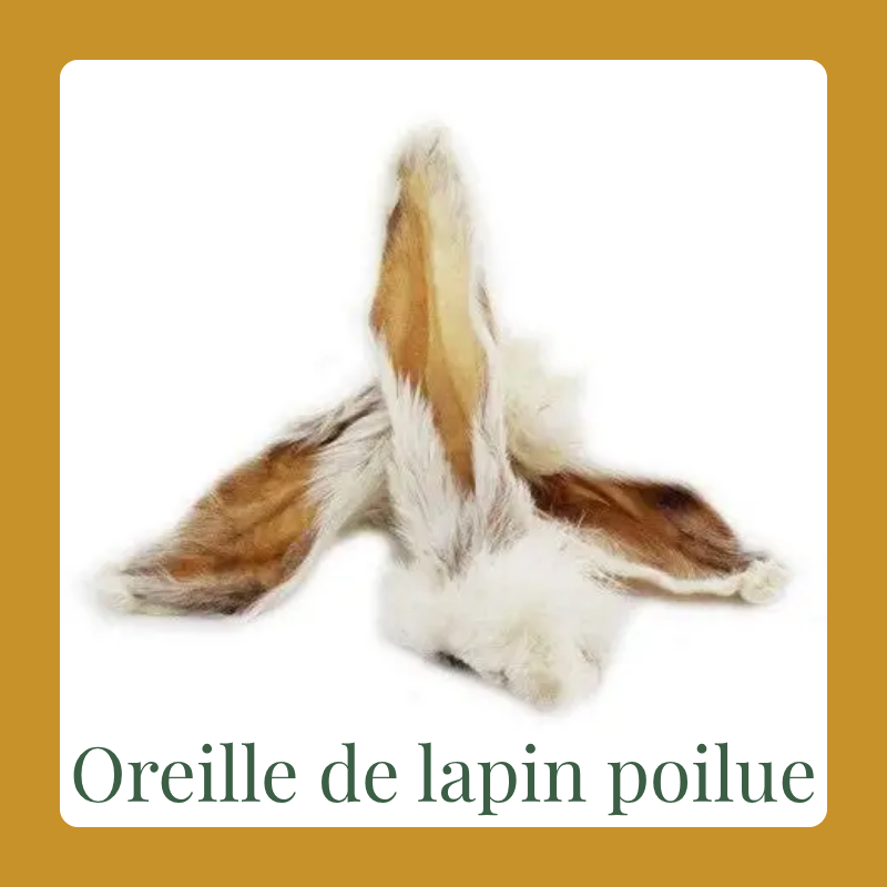 Oreille de lapin avec poils