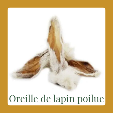 Oreille de lapin avec poils