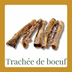 Trachée de bœuf 20-30cm