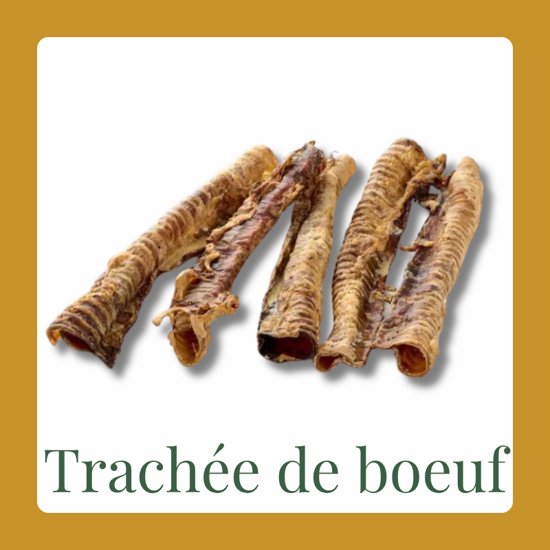 Trachée de bœuf 20-30cm