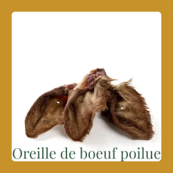 Oreille de boeuf avec poils