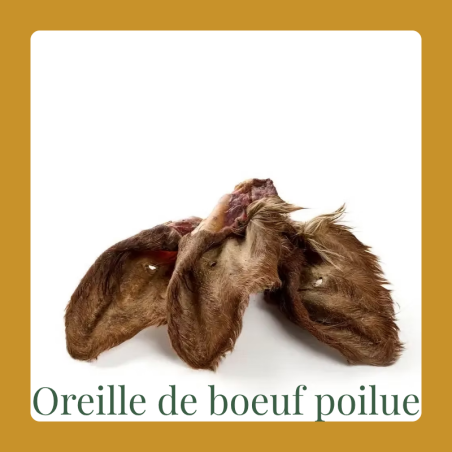 Oreille de boeuf avec poils