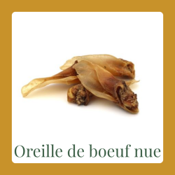 Oreille de bœuf nue